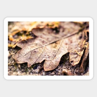 Brown Autumn Oak Leaf Sticker